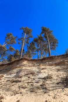 Baltic sandy coast after severe storms 2020. Destroyed shore, fallen trees. Steep and sandy coast of Baltic sea in western Latvia.
