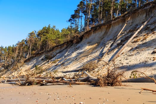 Baltic sandy coast after severe storms 2020. Destroyed shore, fallen trees. Steep and sandy coast of Baltic sea in western Latvia.