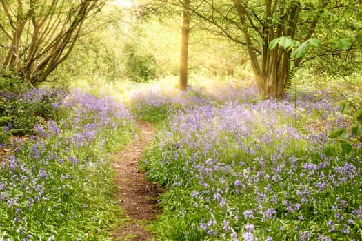 Bluebell covered woodland path with dawn sunrise. Magical natural landscape in Norfol UK