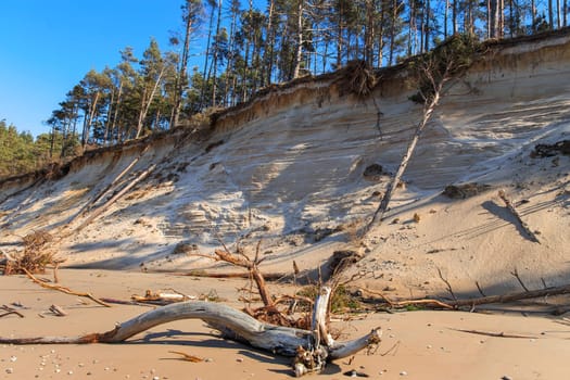 Baltic sandy coast after severe storms 2020. Destroyed shore, fallen trees. Steep and sandy coast of Baltic sea in western Latvia.