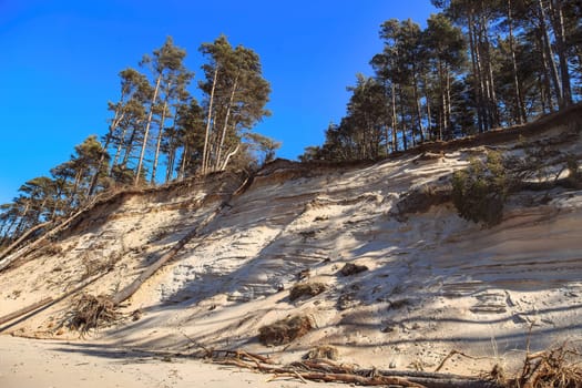 Baltic sandy coast after severe storms 2020. Destroyed shore, fallen trees. Steep and sandy coast of Baltic sea in western Latvia.