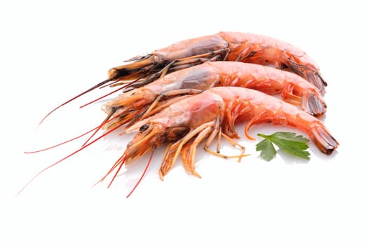 Prawns crustacean red white isolated
