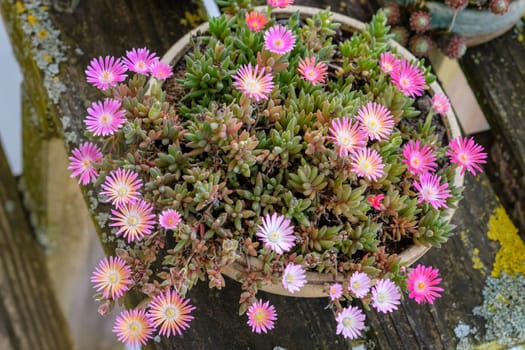 Delosperma succulent plant with flowers in top view