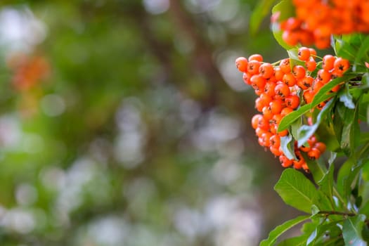 Orange fruits of a firethorn (Pyracantha) with bokeh