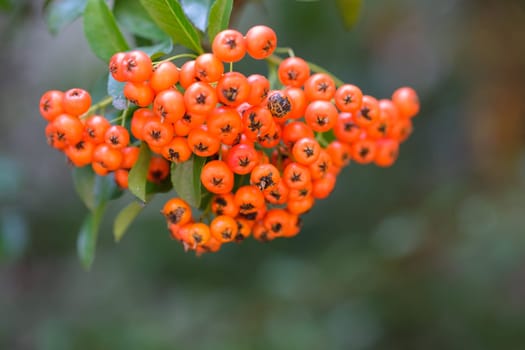 Firethorn berries orange in autumn close-up