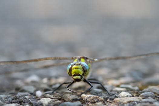 Blue hawker (Aeshna cyanea) dragonfly insect close-up