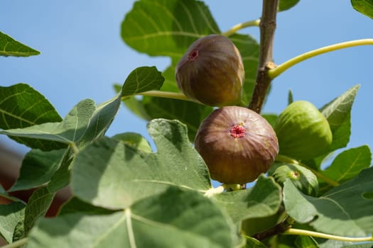 Figs fruit ripe at a tree branch with leaves