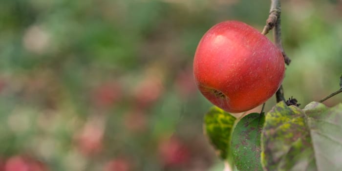 Red apple at a branch with leaf in panorama format