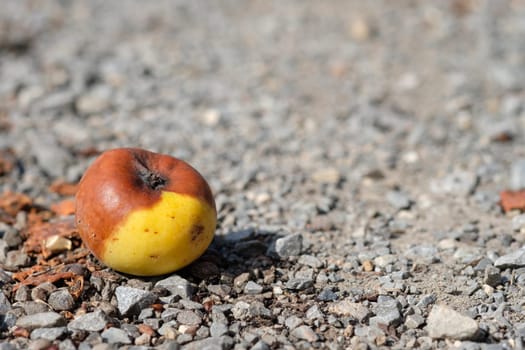 Rotten apple on a road in autumn focus stacking