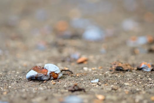 Plum fruit as windfall on a road in summer
