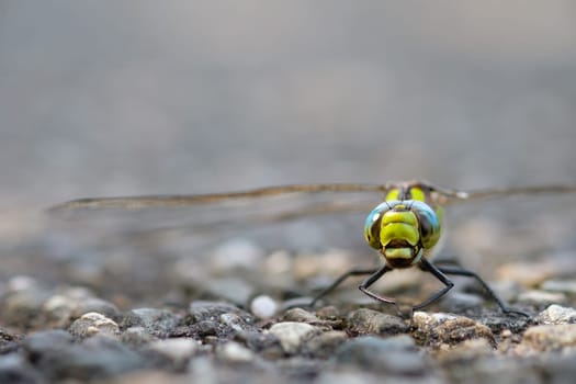 Dragonfly southern hawker close-up of head and eyes