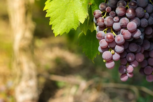 Pinot noir wine grapes at a vine with green leaf