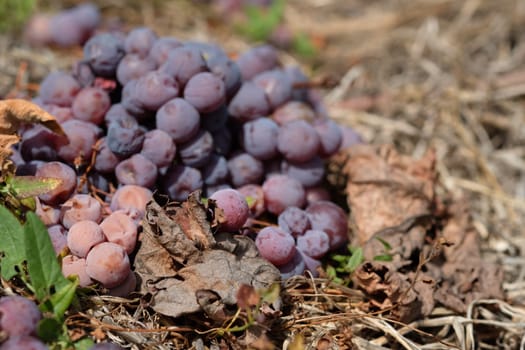 Windfall wine grapes pinot noir on the ground close-up