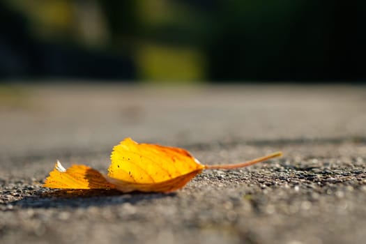 Orange leaf in autumn on ground road with blurred bokeh