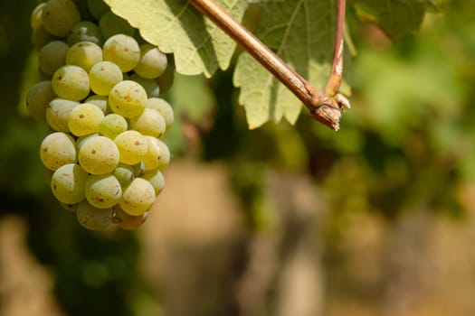 Riesling wine grapes in a vineyard with blurred bokeh