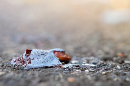 Crushed plum windfall on ground road