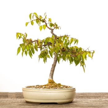 Zelkove (Zelkova serrata) foliage bonsai tree on wooden board