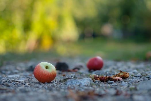 Orchard with aplles on the soil path as close-up