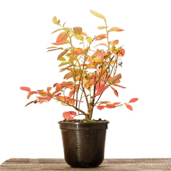Blueberry plant in a pot with red autumn color on wood
