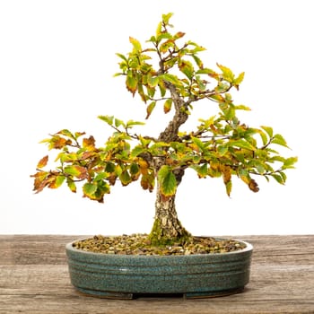 Cork bark elm (Ulmus) bonsai deciduous tree on wooden board