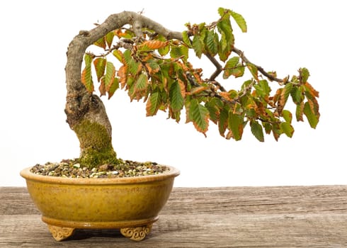 Hornbeam (Carpinus orientalis) bonsai tree in a ceramic pot in autumn
