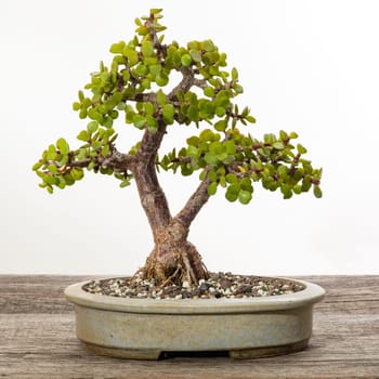 Jade bonsai tree (Portulacaria afra) on rustic wood