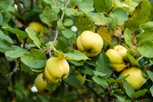 Ripe quince at a tree with leaves in autumn