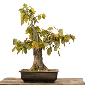Hornbeam (Carpinus betulus) bonsai tree in a pot on wood