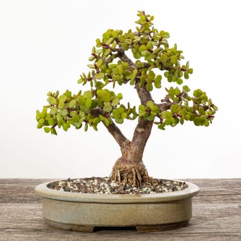 Succulent bonsai jade tree (Portulacaria afra) in a pot on wooden board