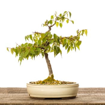 Zelkove bonsai foliage tree in a pot on wooden board