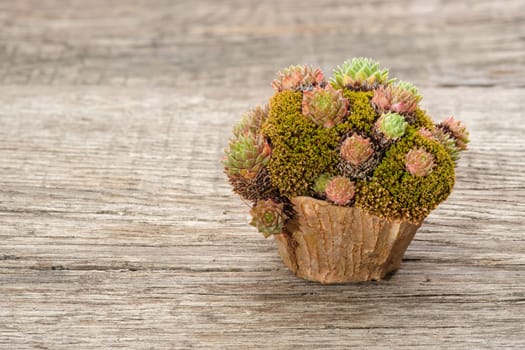 Succulent plant houseleek Sempervivum in a pot on rustic wood