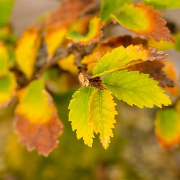 Leaves foliage elm bonsai tree in autumn colouring close-up
