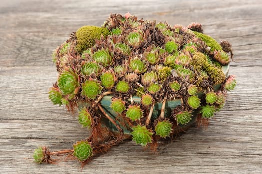 Houseleek succulent plant in ceramic pot on rustic wood