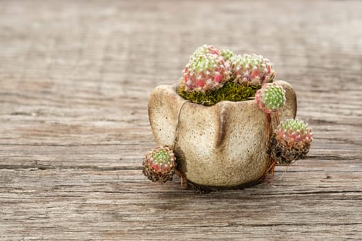 Little Sempervivum houseleek plant in a pot with moss