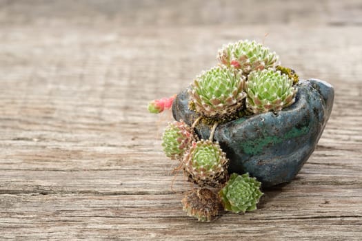 Little houseleek Sempervivum on rustic wood