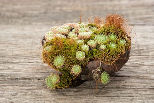 Houseleek Sempervivum with moss in a ceramic pot on weathered rustic wood
