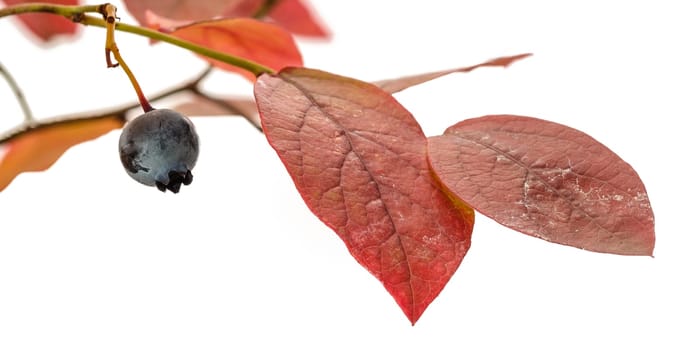 Branch twig blueberry plant in red autumn color close-up