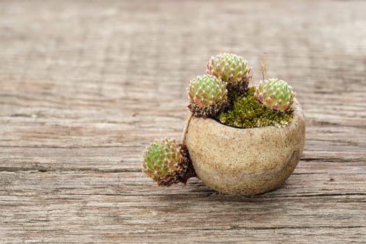 Houseleek plant with moss in a pot with free space on wood