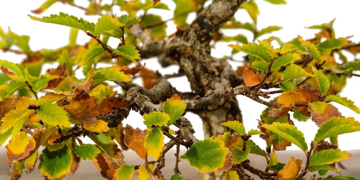 Cork bark elm (Ulmus) bonsai tree in autumn colouring close-up