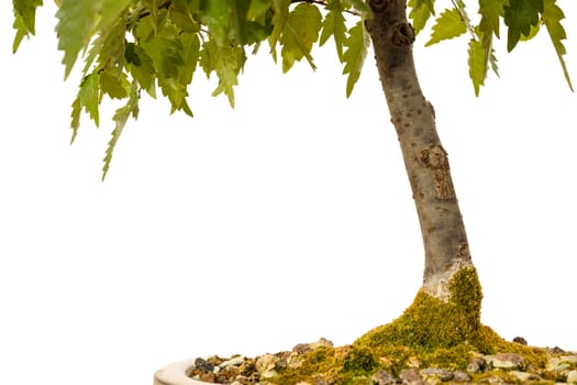 Zelkove bonsai tree with moss and soil close-up