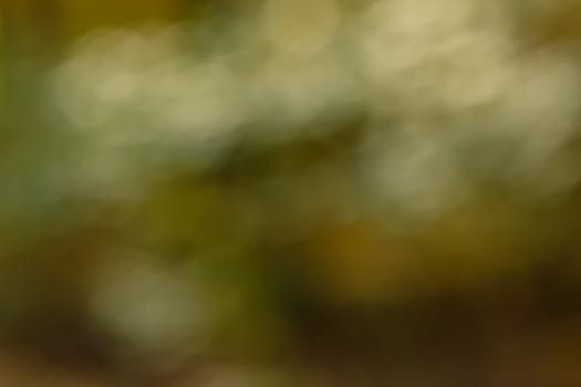 Abstract blurred bokeh background dark green forest