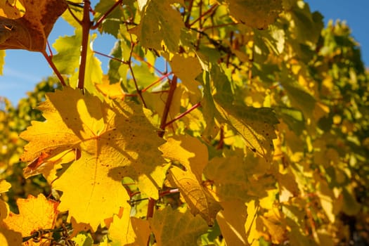 Yellow wine leaf in vineyard in sunny autumn colouring