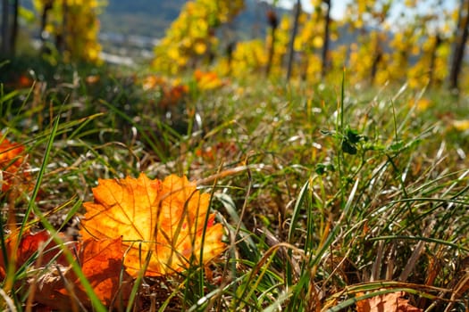 Yellow orange wine leaves in autumn in a vineyard in back lit