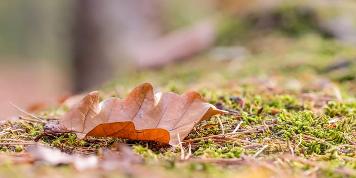 Oak leaf on moss on forest soil