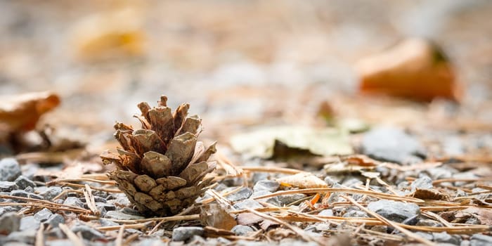 Fir cone and needles on forest soil as close-up