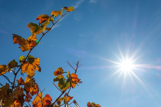 Wine foliage in autumn with sunbeams at a blue sky