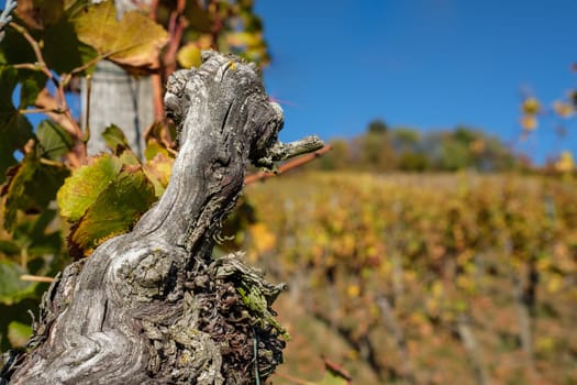 Gnarled old grapevine in vineyard in autumn as close-up