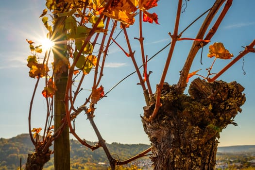 Old grape with wine leaves in autumn with sunbeams in the sky
