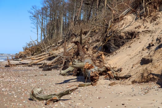 Baltic sea shore after a storm with fallen trees on a clear sunny day