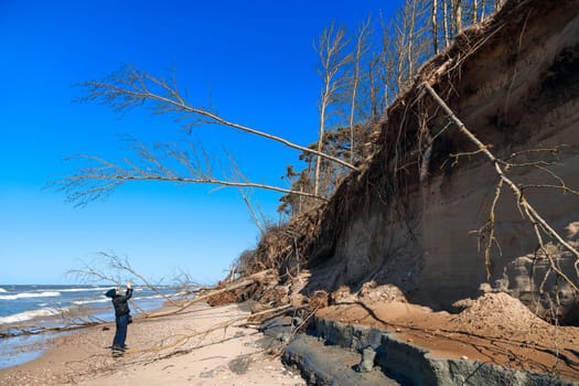 The shore of the Baltic Sea after a storm with fallen trees on a clear sunny day, a girl photographs nature